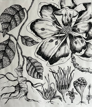 Load image into Gallery viewer, Laetus Nobilis 48x55