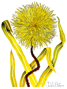Grassy Dandelion