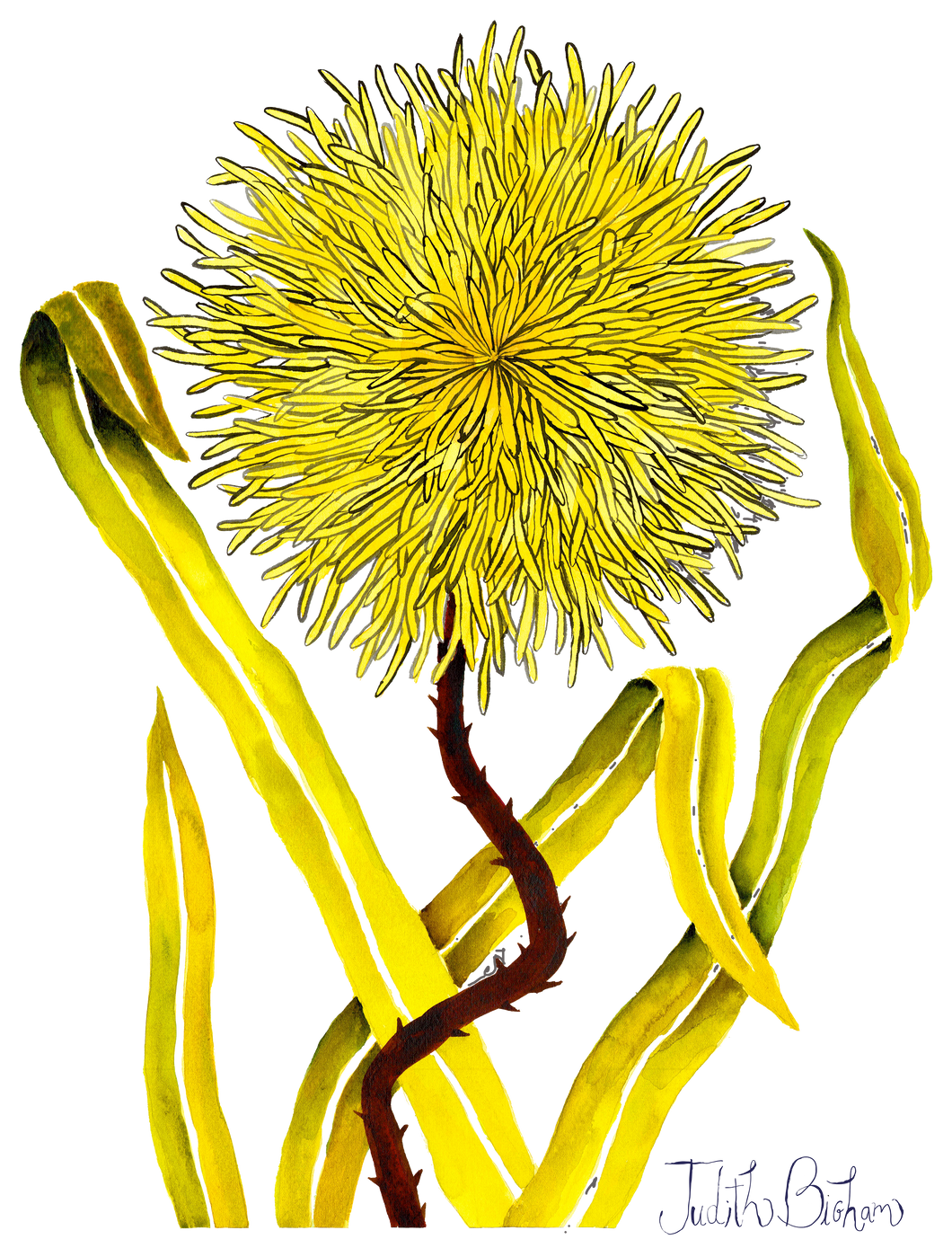 Grassy Dandelion