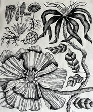 Load image into Gallery viewer, Nobilis Delicatus
