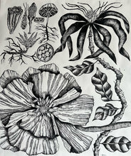 Load image into Gallery viewer, Grandifolius Augustus 48x55
