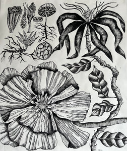 Nobilis Delicatus