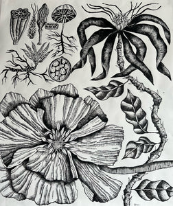 Grandifolius Augustus 48x55