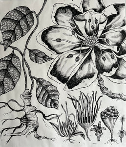 Laetus Nobilis 48x55