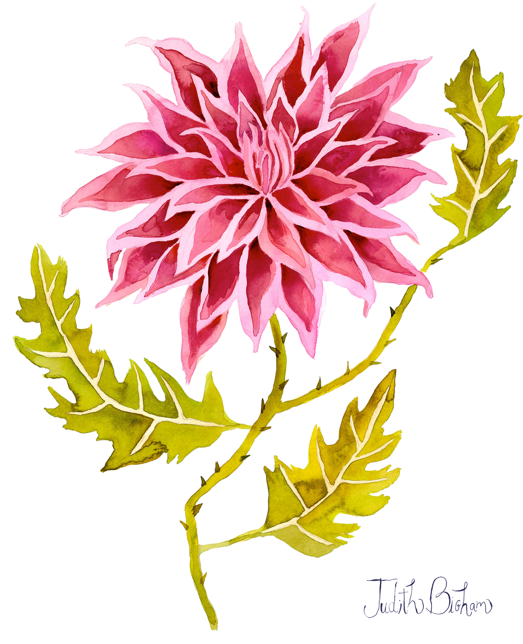 Pink Pointed Dahlia