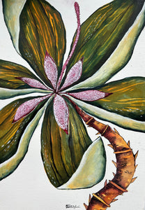 Suavis Luxuriosus